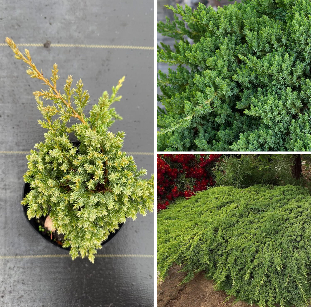 Ялівець прокумбенс нана