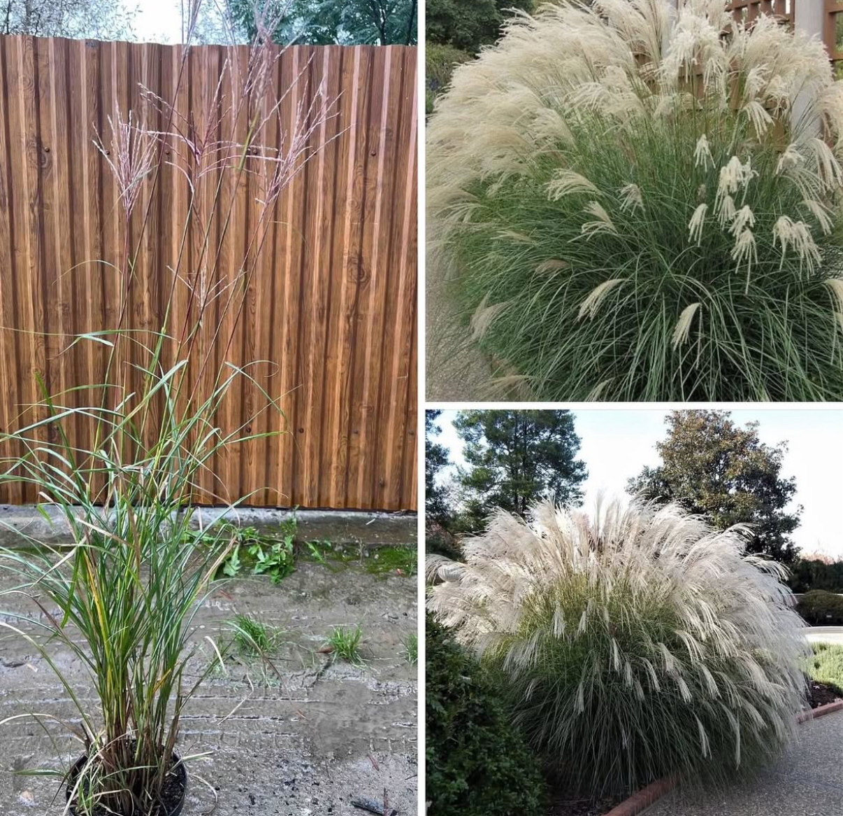 Міскантус якіджіма