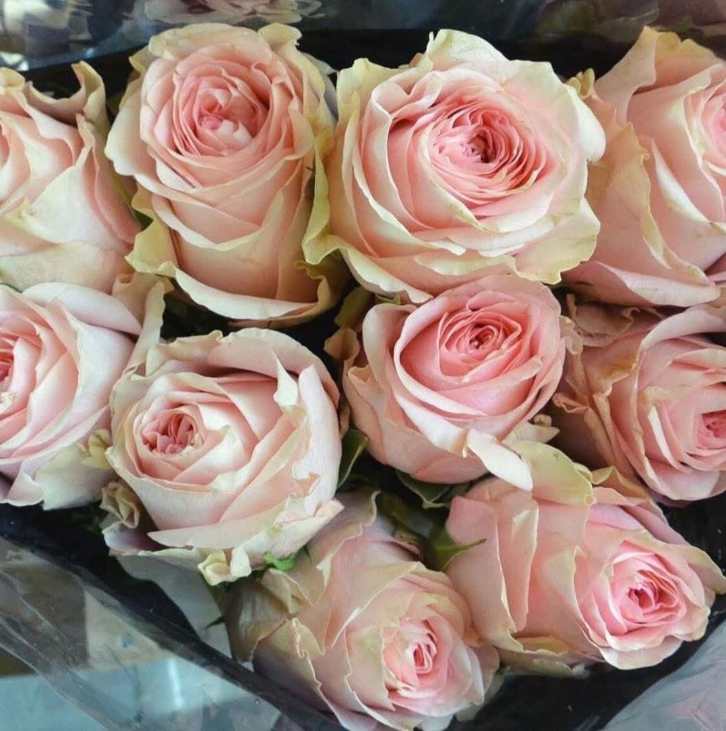 Світ Сурендер (Sweet Surrender)