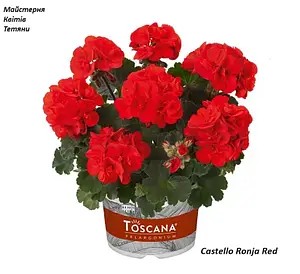 Пеларгонія Зональна Castello Ronja Red (касетна розсада)