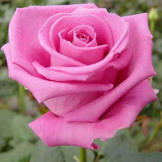 Троянда чайно-гібридна Аква