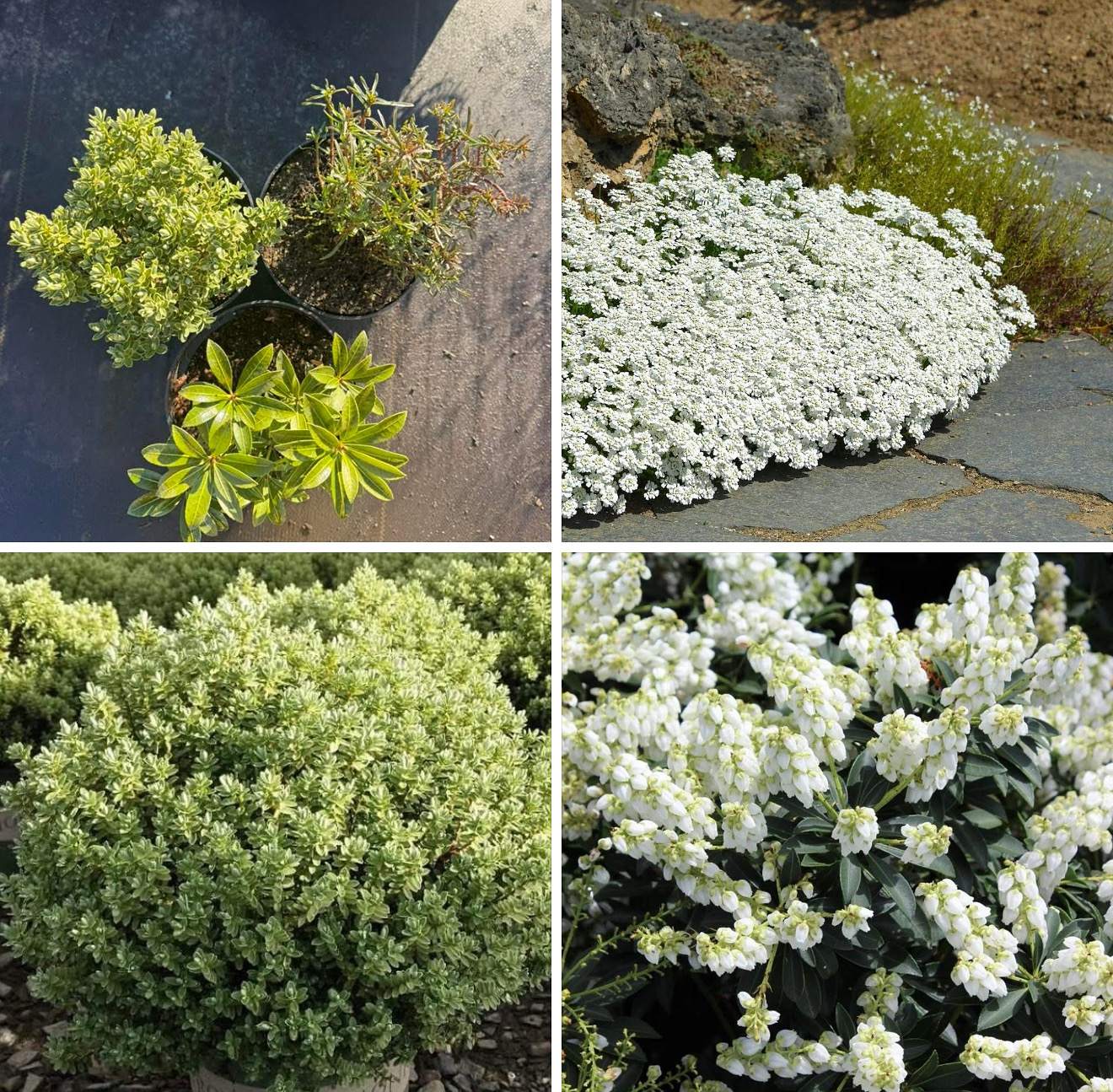 Набір вічнозелених низькорослих кущів