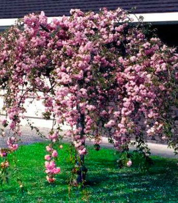 🌸 Сакура "Kiku-Shidare-Zakura" (Привита на штамбі)