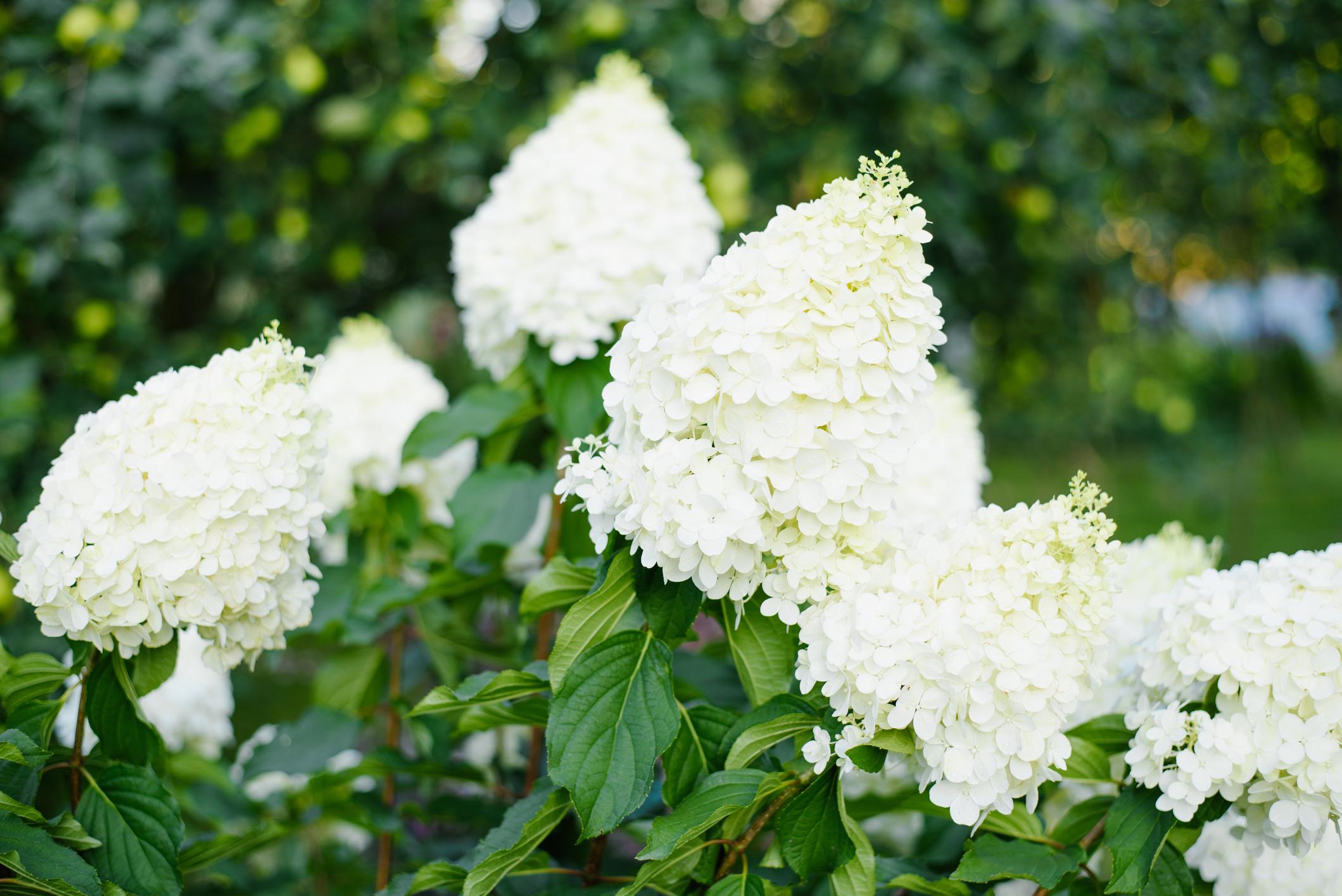 Гортензія волотиста Polar Bear