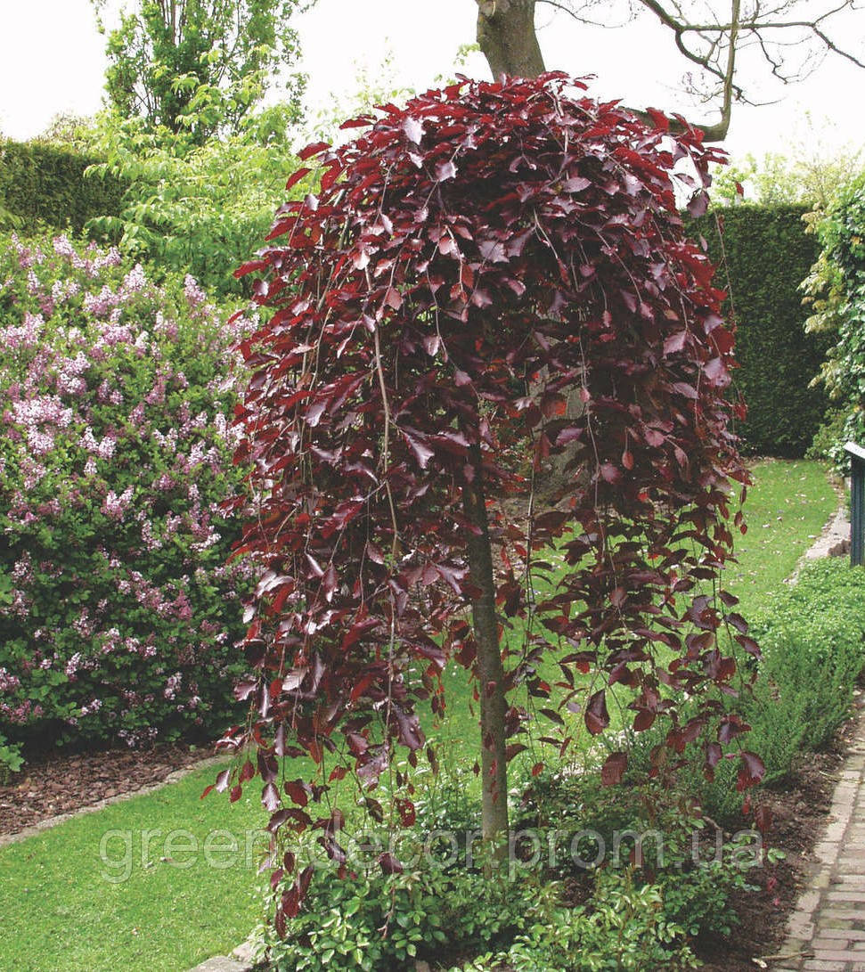 Fagus sylvatica 'Purpurea Pendula', Бук європейський 'Пурпуреа Пендула' штамб 170cm