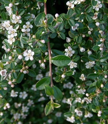 🌿 Кизильник "Mooncreeper"