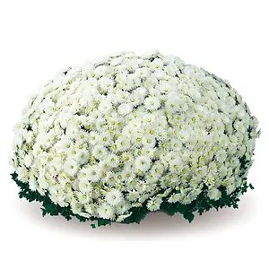 Хризантема дрібноквіткова горшкова Elda White.