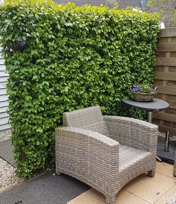 🌿 Бересклет Форчуна "Dart's Blanket"