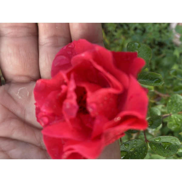 Дівочі Грьози — Divochi Hrezy