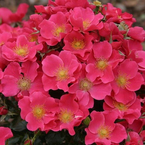 Штадт Рум (Stadt Rom)