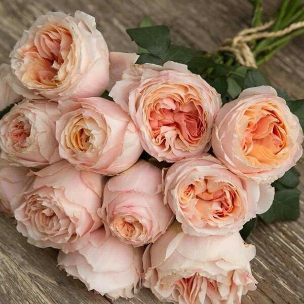 Принцеса Сакура — Princess Sakura