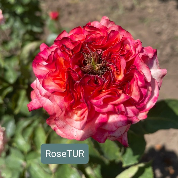 Нью Дизайн — New Design