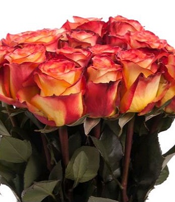 🌹 Троянда ч/г "Хай Оранж Меджик"