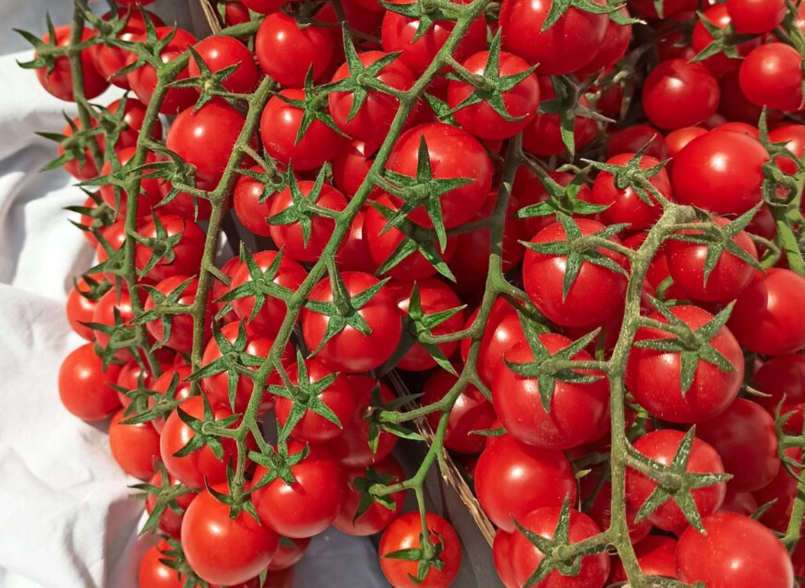 Помідори Черрі червоні 0,2 г (Агро Майстер)