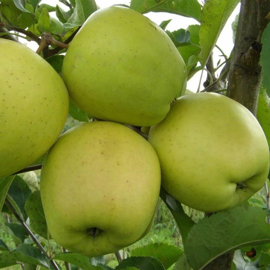 Яблуня Грін Слівз