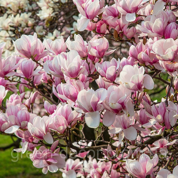 Магнолія Суланжа 'Satisfaction' (Magnolia soulangeana 'Satisfaction') 80-140 C7,5
