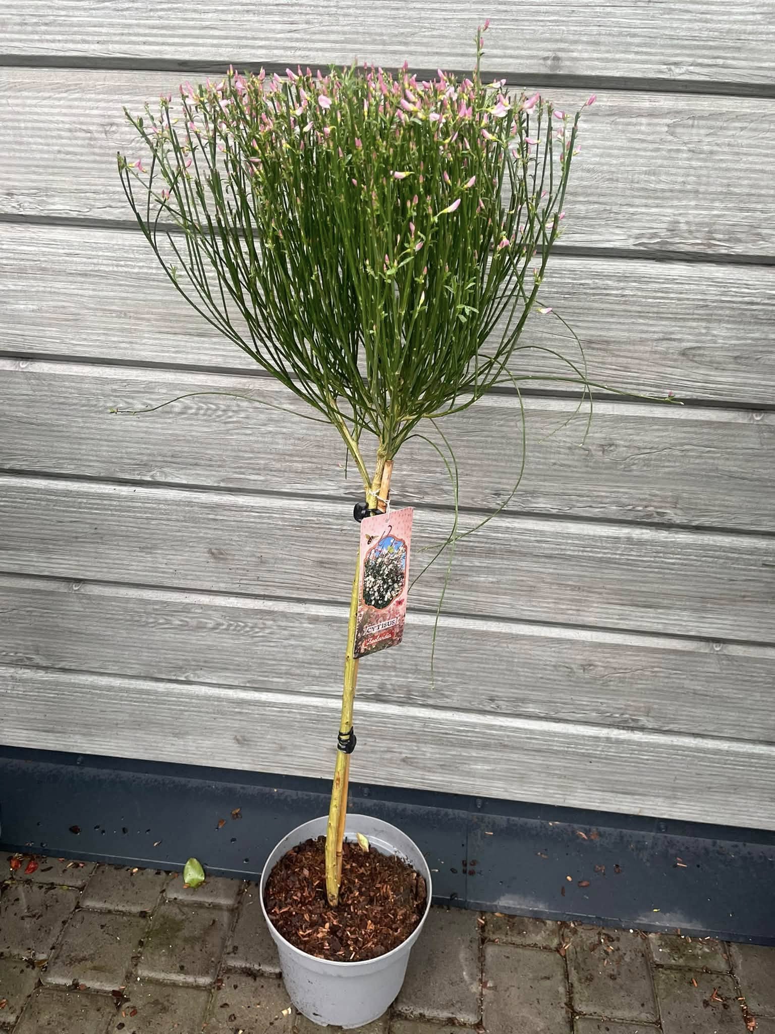 Рокитник штамбовий (Cytisus)