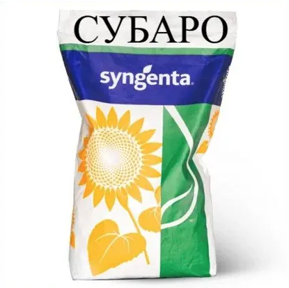 Насіння соняшнику Субаро Syngenta, насіння високоврожайного соняшнику Сингента