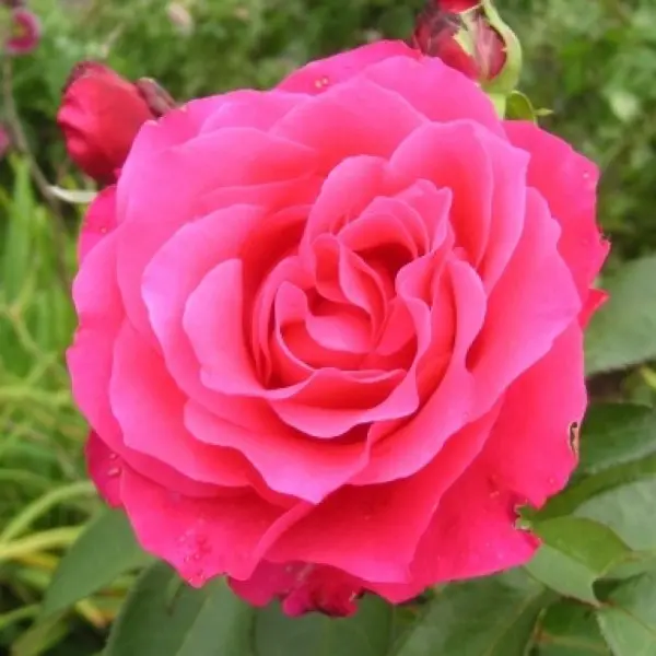 Троянда чайно-гібридна Венроза