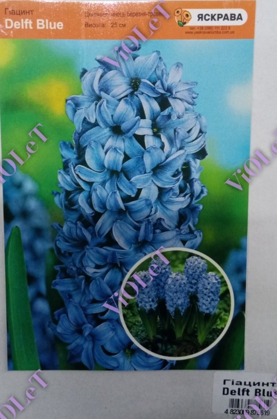 Delft Blue, гіацинт, 14/15, 1 шт.