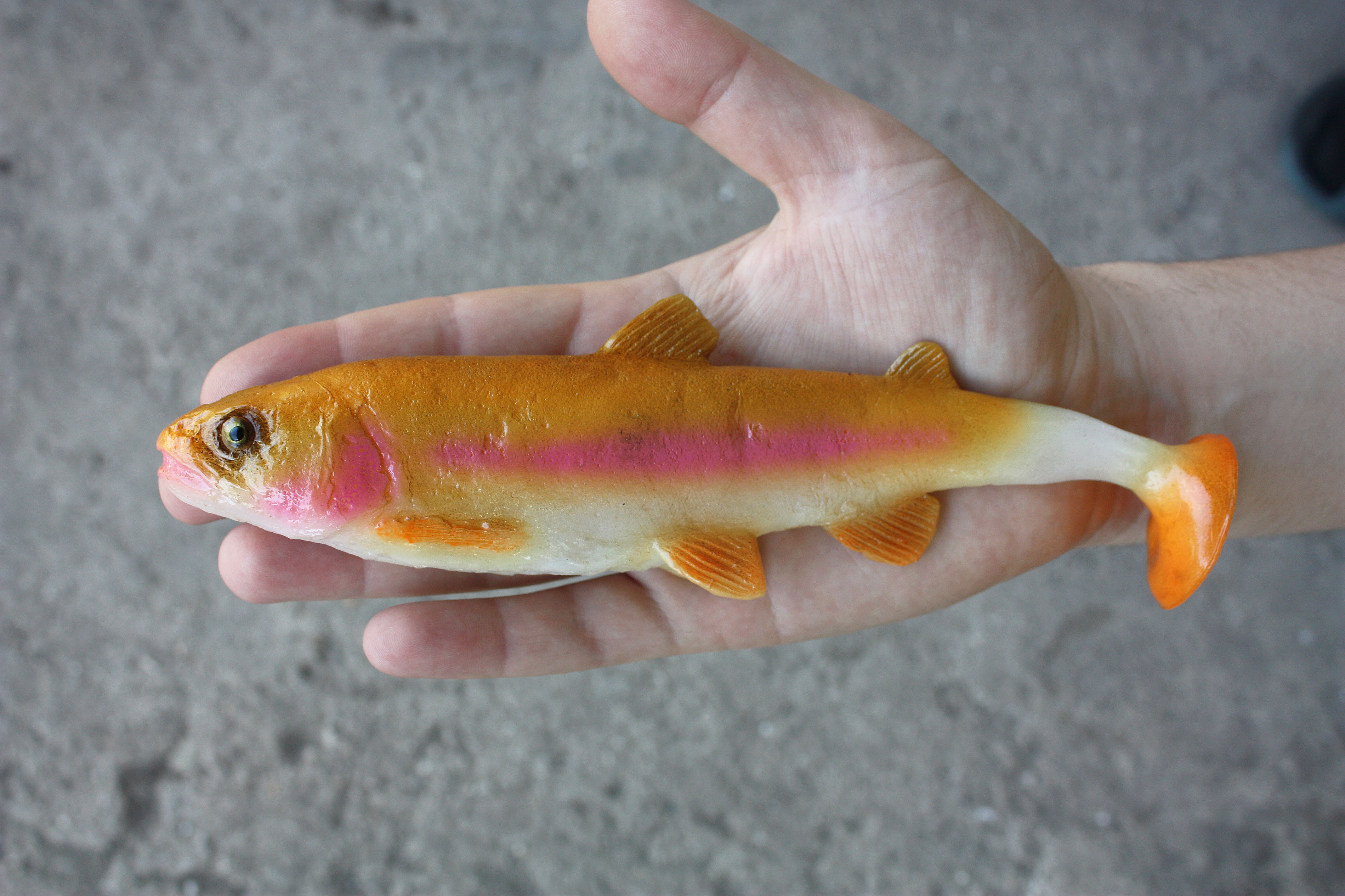 A&S Golden Rainbow Trout 8.3