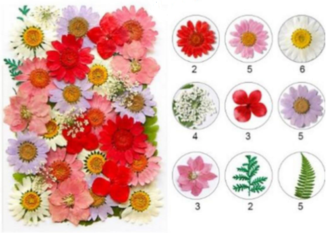 Mix Pressed Flowers ( 35 pcs pack )