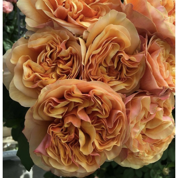 Хеліана Оранж (ч/г) — Heliana Orange