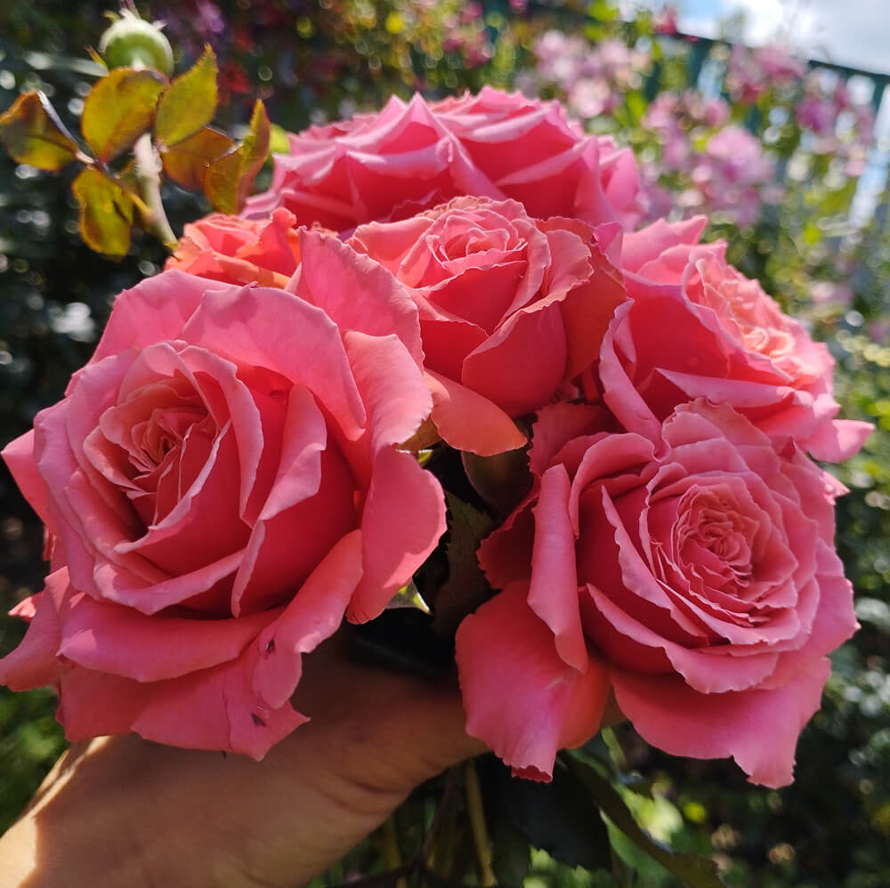 Купер Лайт (Copper Light)