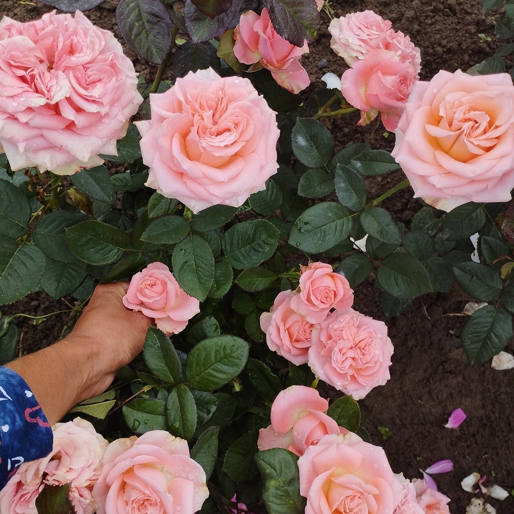 Блашинг Ріва (Blushing Riva)