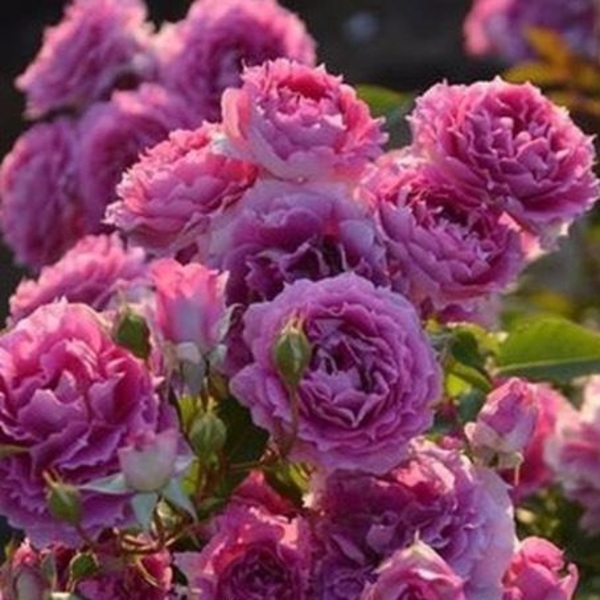 Шахеризада — Sheherazade