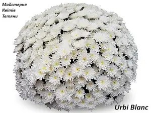 Хризантема Мультифлора Urbi Blanc (касетна розсада).