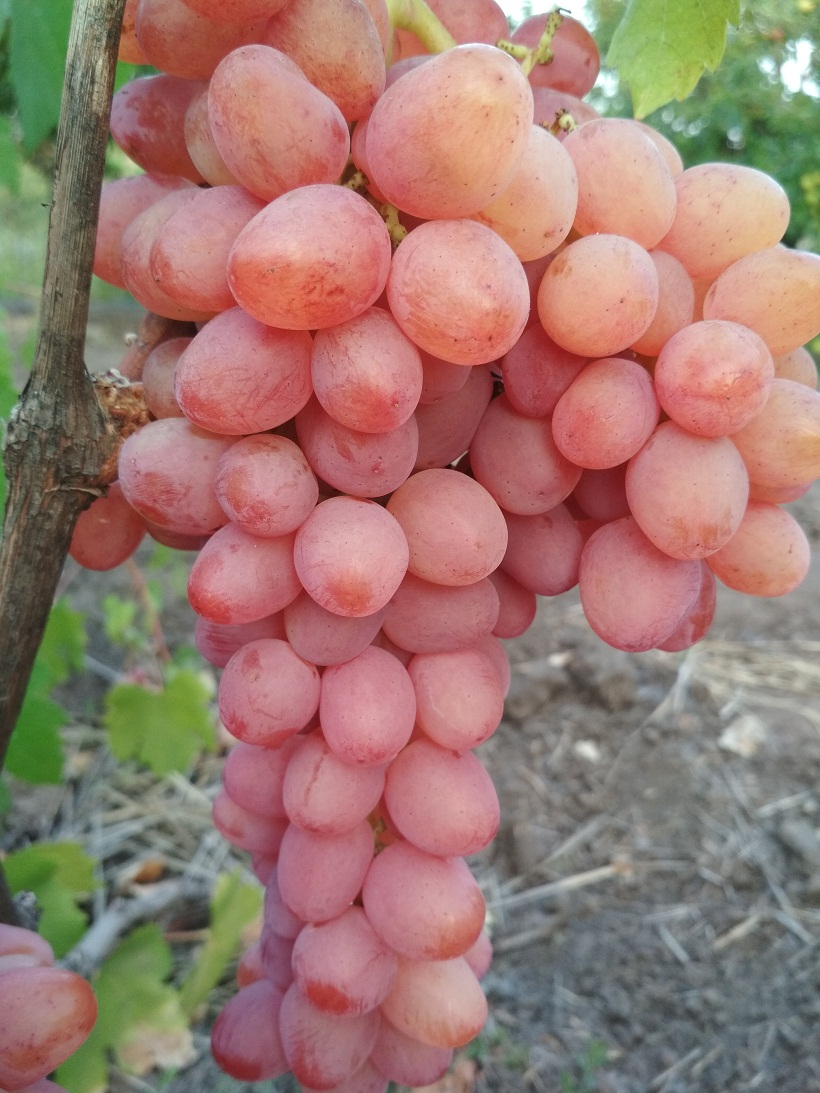 Кишмиш Находка