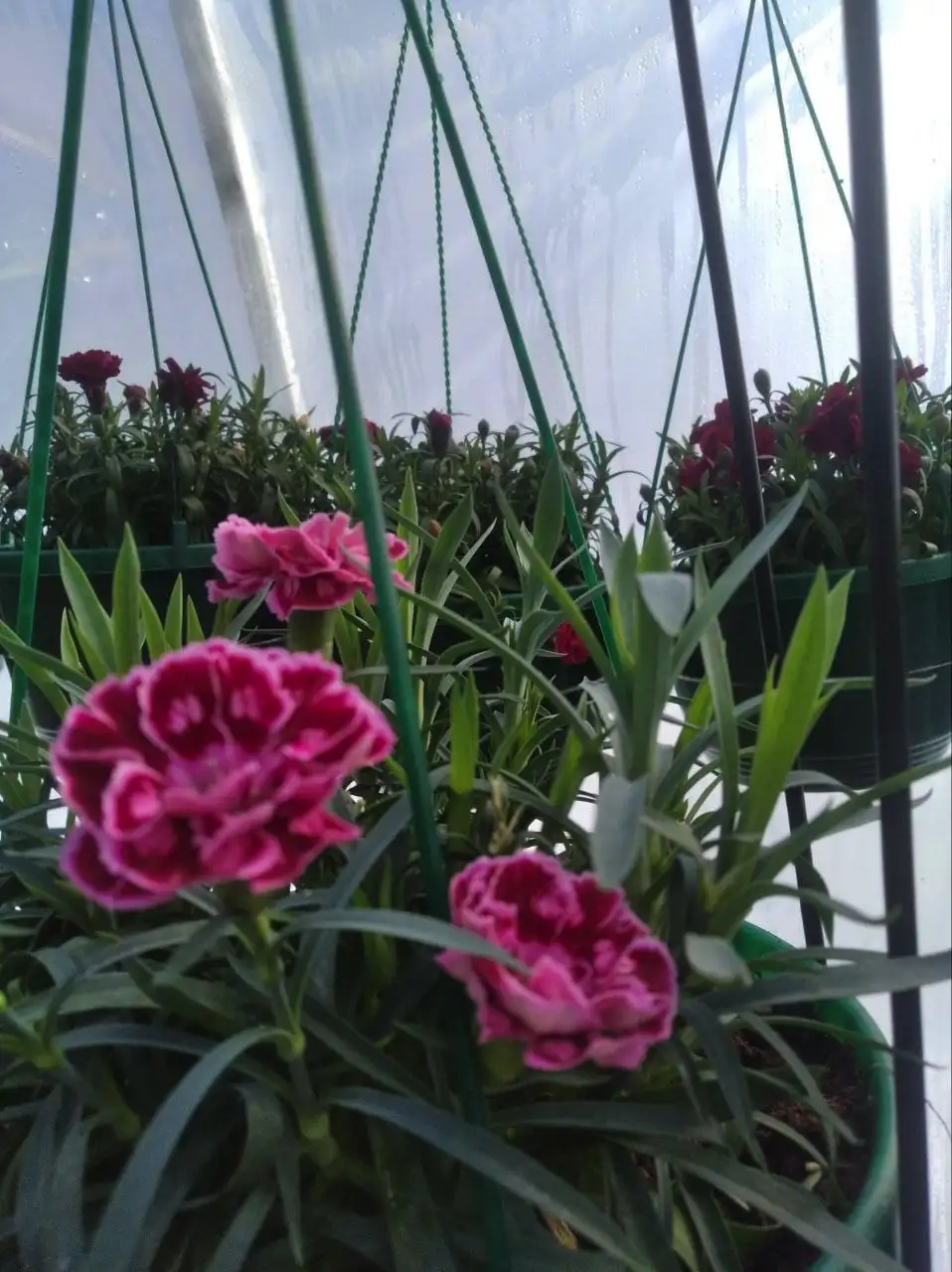 Гвоздика багаторічна Dia Deur Sissy (касетна розсада)