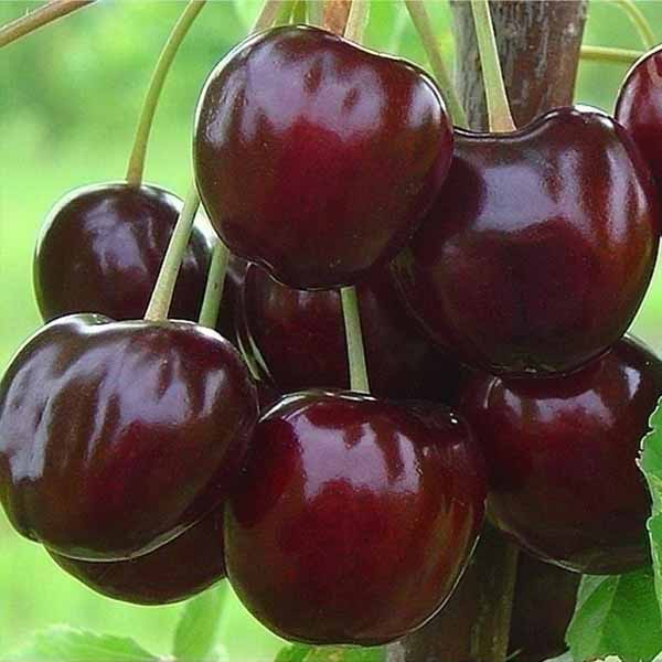Черешня Біг Стар