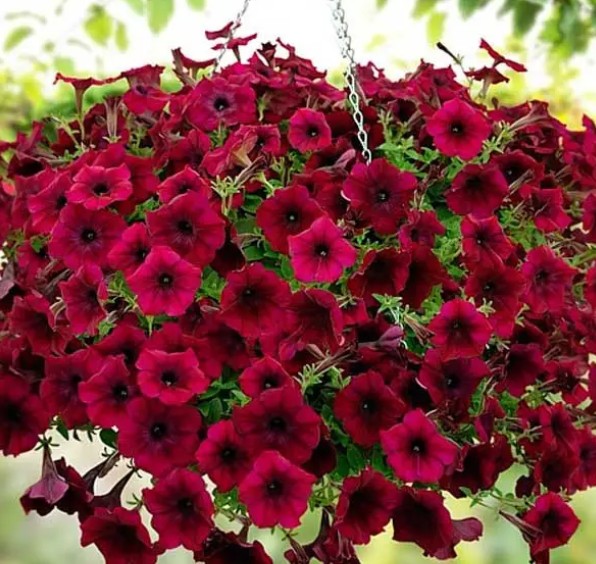 Петунія Тайдал Red Velour ( касетна розсада )