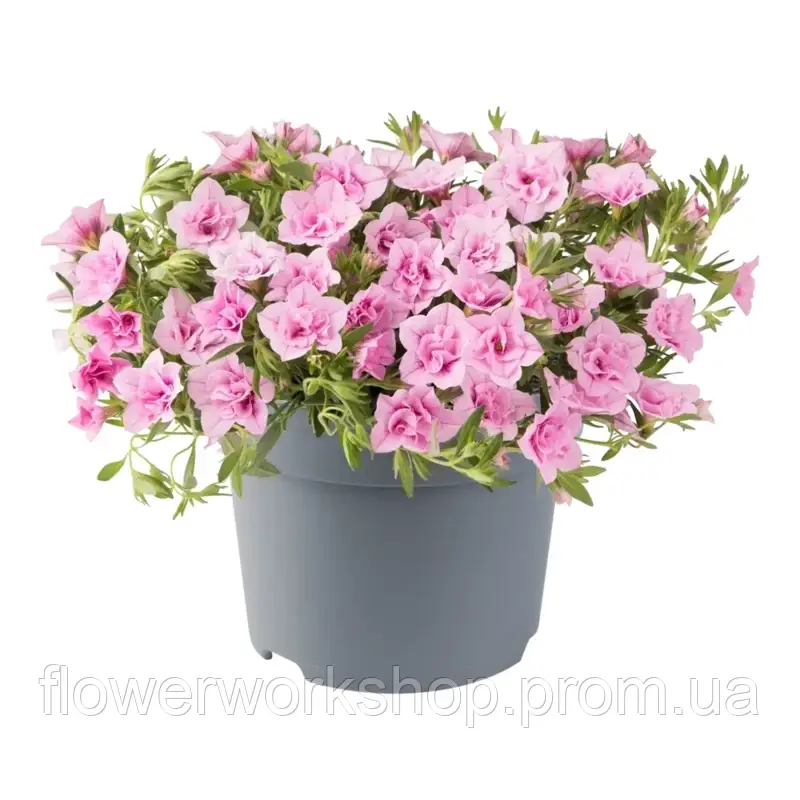 Калібрахоa Cabaret Double Light Pink (касетна розсада)