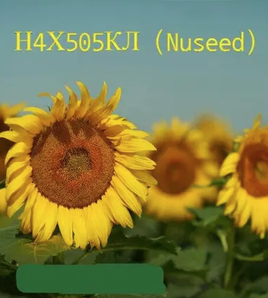 Насіння соняшнику Н4Х505 КЛ Nuseed, насіння високоврожайного соняшнику Нусід
