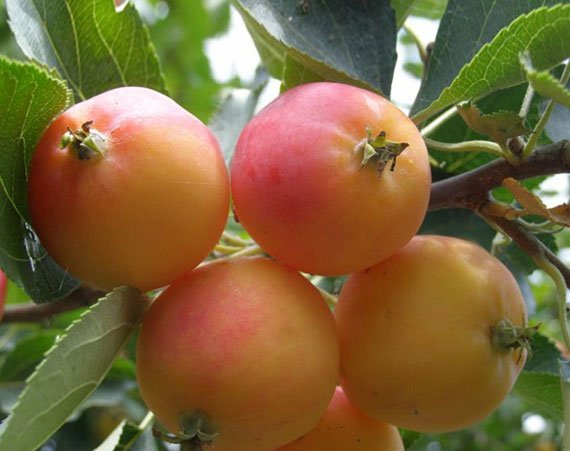 Яблуня Креб - 2