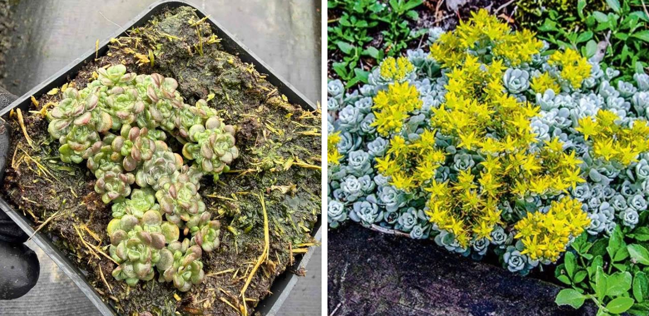 Очиток капебланко р9