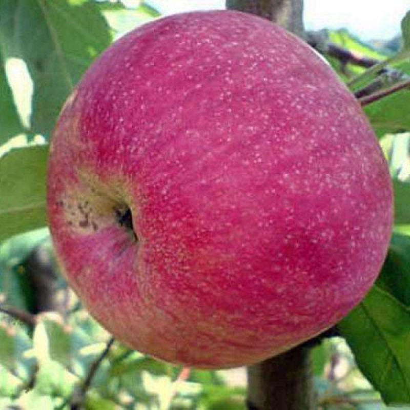 Яблуня Слава Переможця