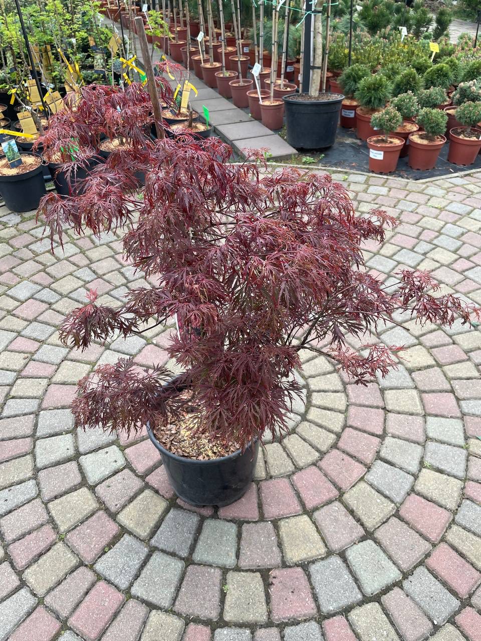 Клен японський 'Гарнет' (Acer palmatum 'Garnet')