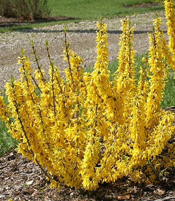 🌼 Форзиція "Week-End"