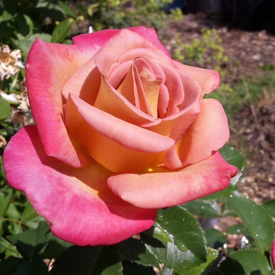 Мішель Друкер (Michel Drucker)