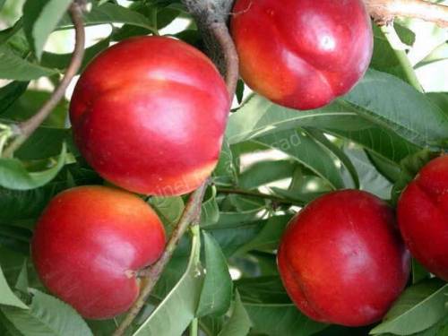 Нектарин Ребус