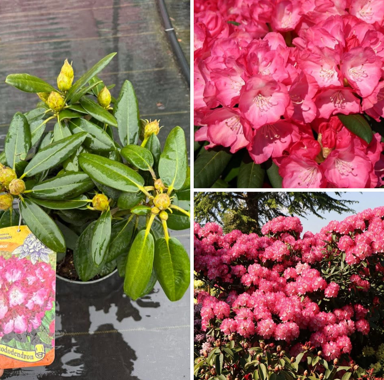 Рододендрон фантастика