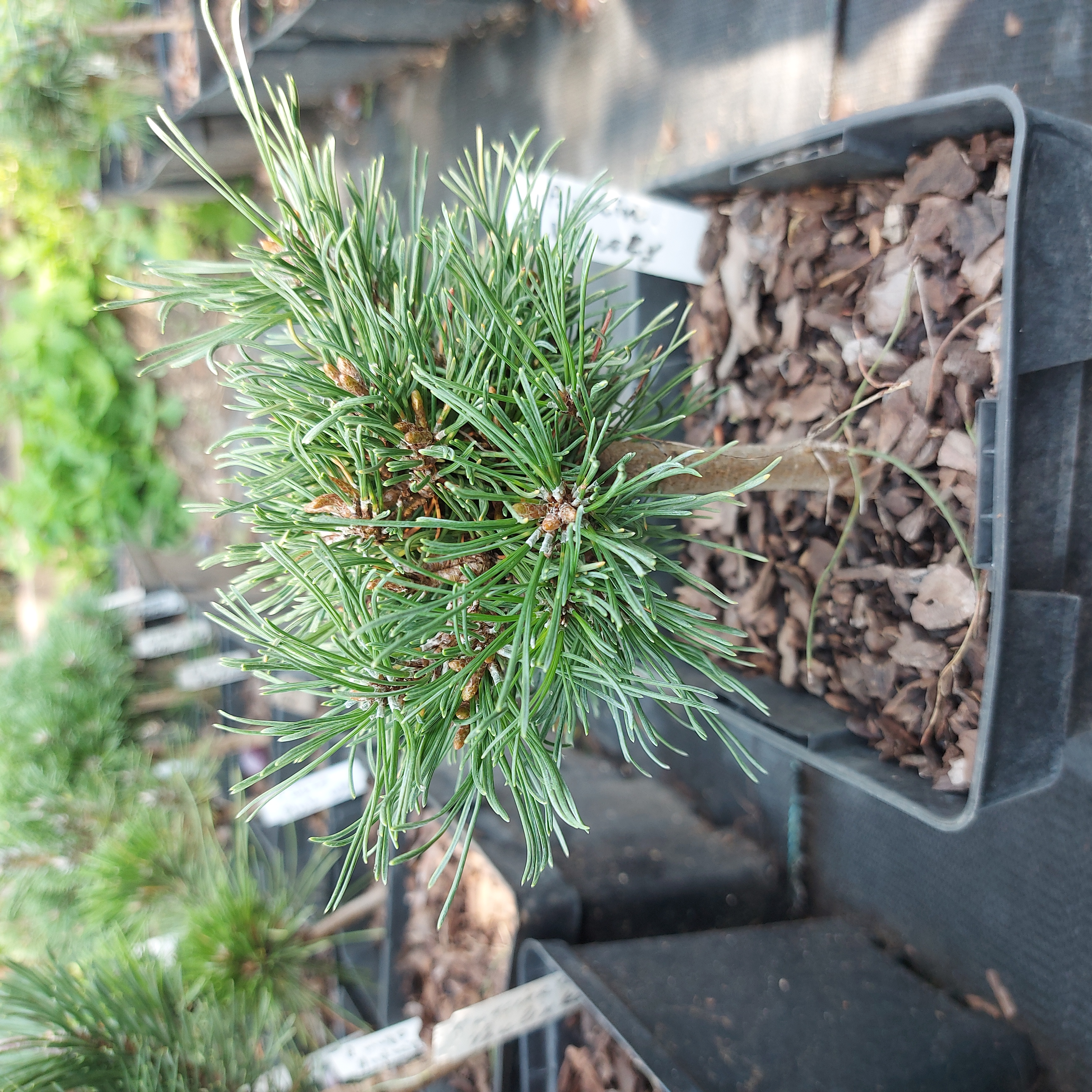 pinus uncinata 'Vysoký'