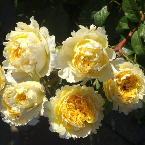 Беатріс — Beatrice