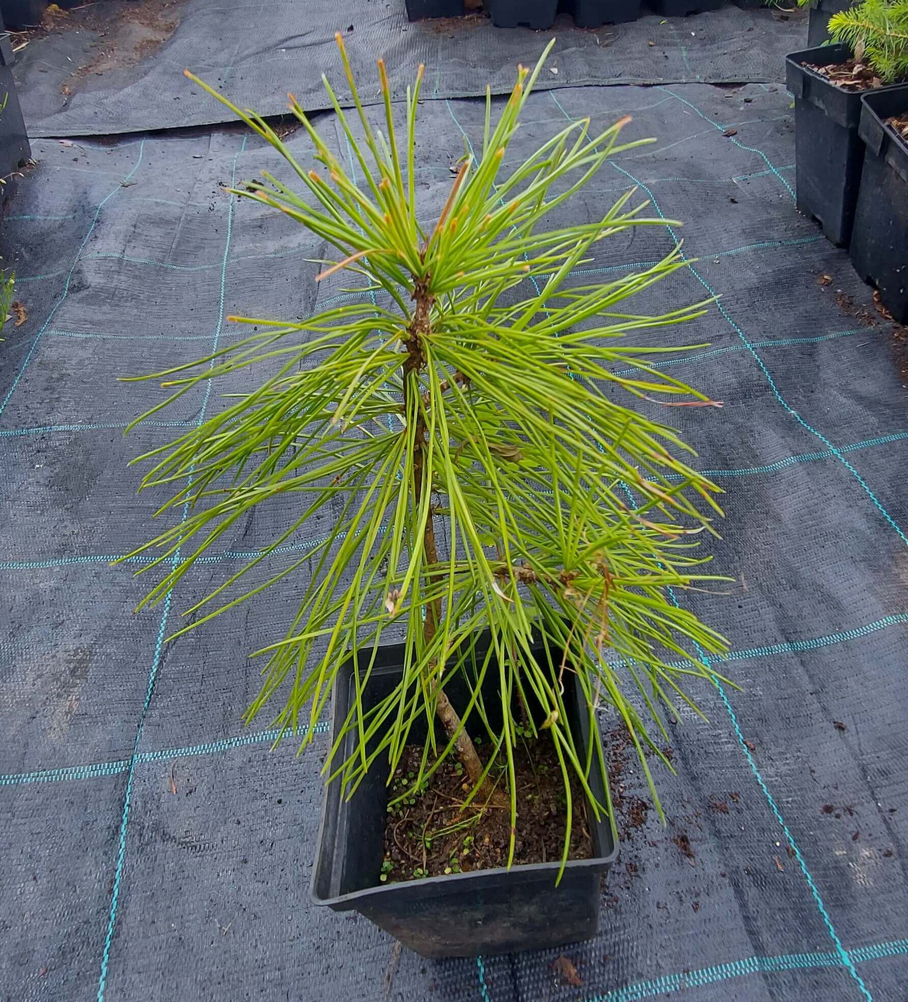 Сосна кедрова корейська (Pinus koraiensis)