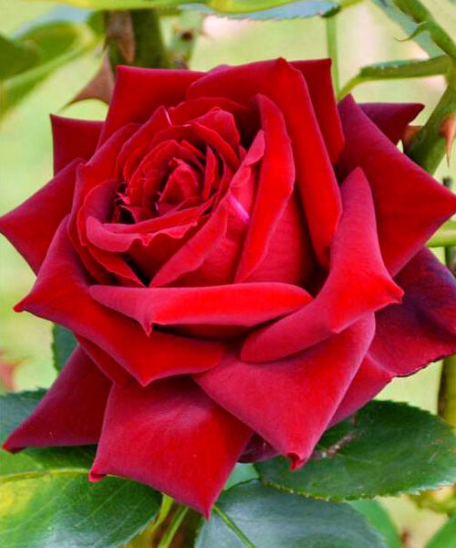 Троянда чайно-гібридна Грамд Амор