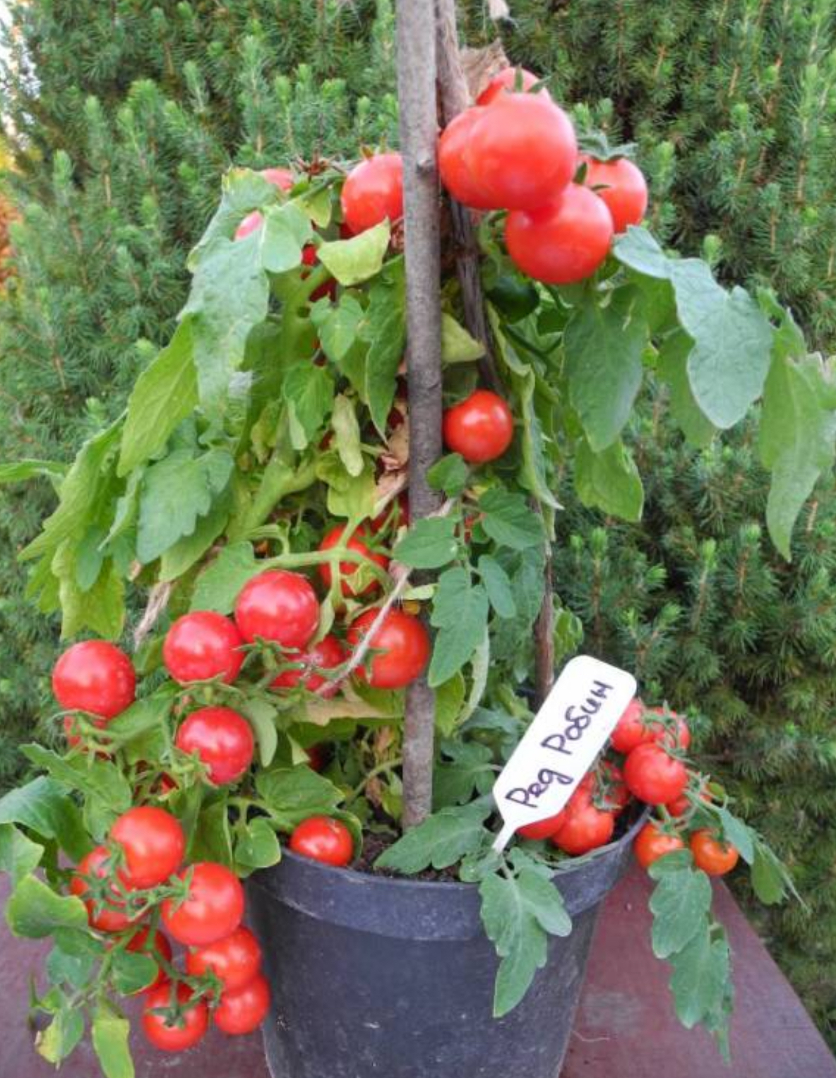 Помідор кімнатний red robin 20 насінин